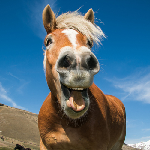 caballo gracioso en ingles