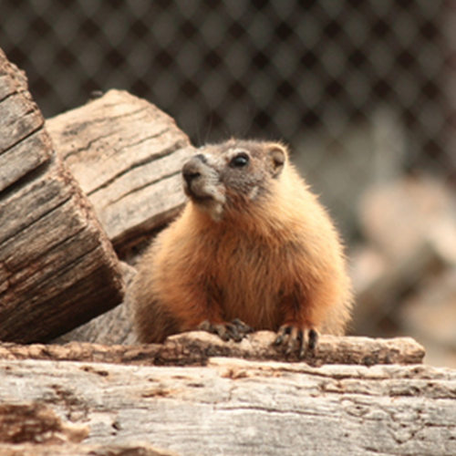 marmota en ingles